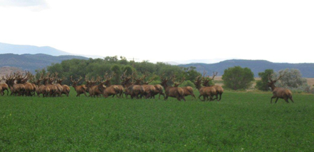 CS Elk...picture taken at Headquarters