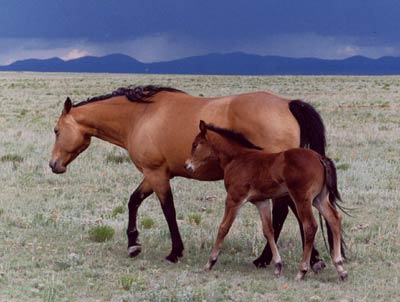 http://www.cscattle.com/images/quarter_horses/horses.6.lrg.jpg